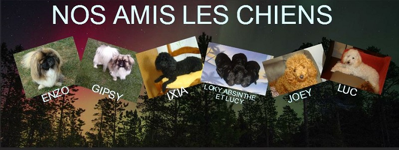 B Nos amis les chiens Index du Forum