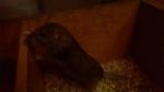 mes petits ratounets. - Page 3 Wp_20150206_058-4ad383f