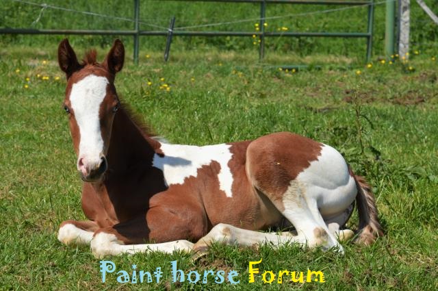 Le forum du paint horse Forum Index