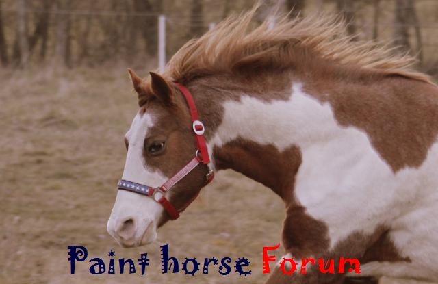 Le forum du paint horse Forum Index