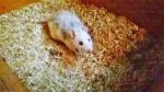 mes petits ratounets. - Page 3 Wp_20150206_020-4ad38a1