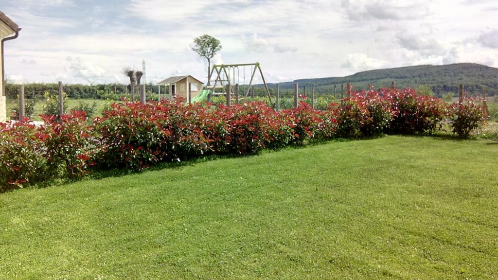 comment planter haie photinia
