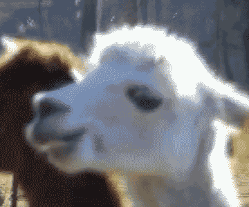 lama