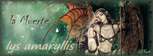 Lys Amaryllis