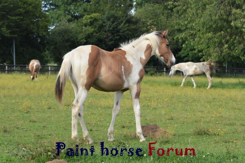 Le forum du paint horse Forum Index