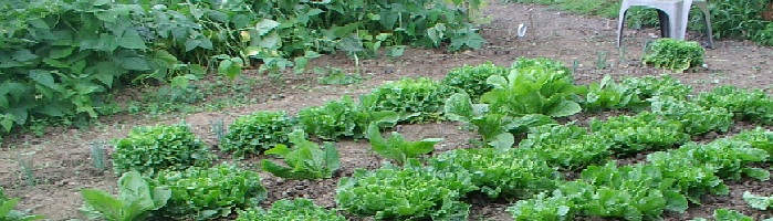 les bons legumes maison Index du Forum