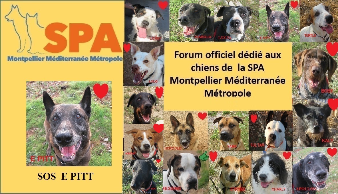 Forum Des Bénévoles De La Spa De Montpellier