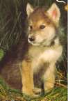 bebe loup