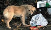 Chien Errant
