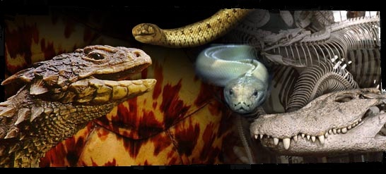 loiret-reptile Index du Forum