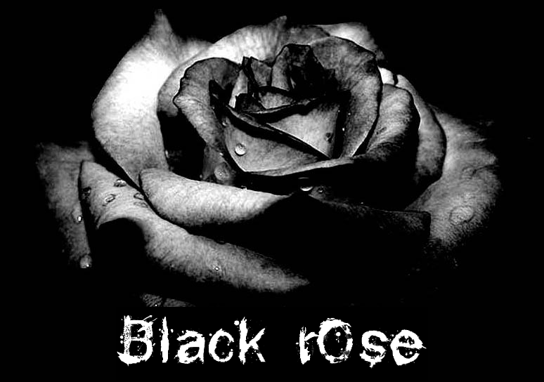 † black roses † Index du Forum