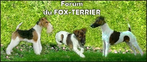 Forum du fox-terrier Index du Forum