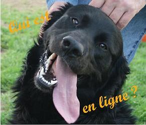 Qui est en ligne ?