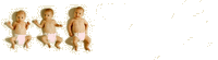 Membre assidu
