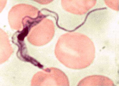 Le parasite des grenouilles sur