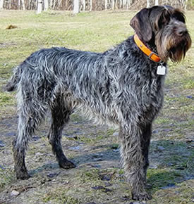 dressage chien korthal