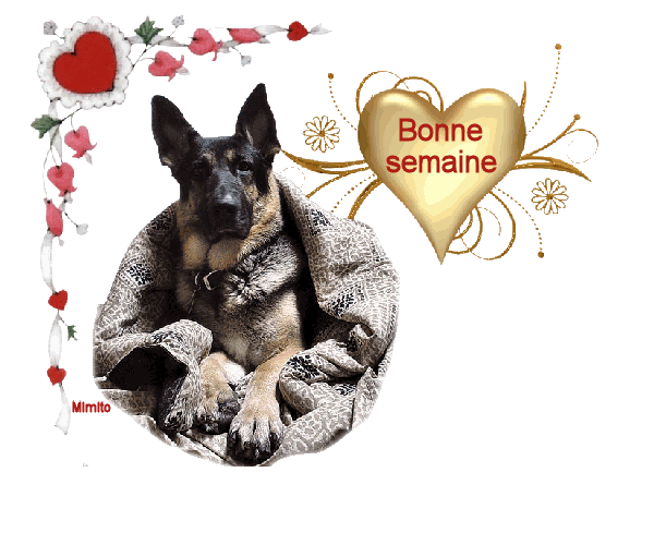 Afficher l'image d'origine