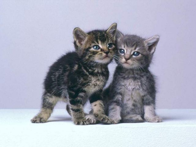 Les Chats Câlins Index du Forum