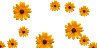 flottie fleurs