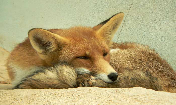 Renard roux  Ville de Bois-des-Filion