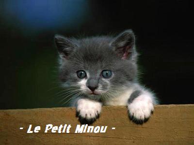 ~ Le Petit Minou ~ Index du Forum