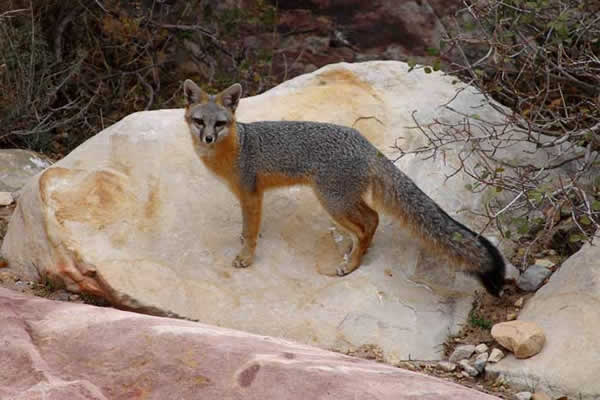 rencontrer le renard gris