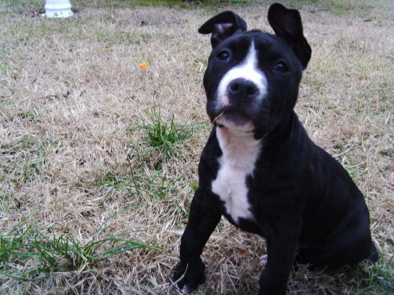 Résultat de recherche d'images pour "bébé staff"