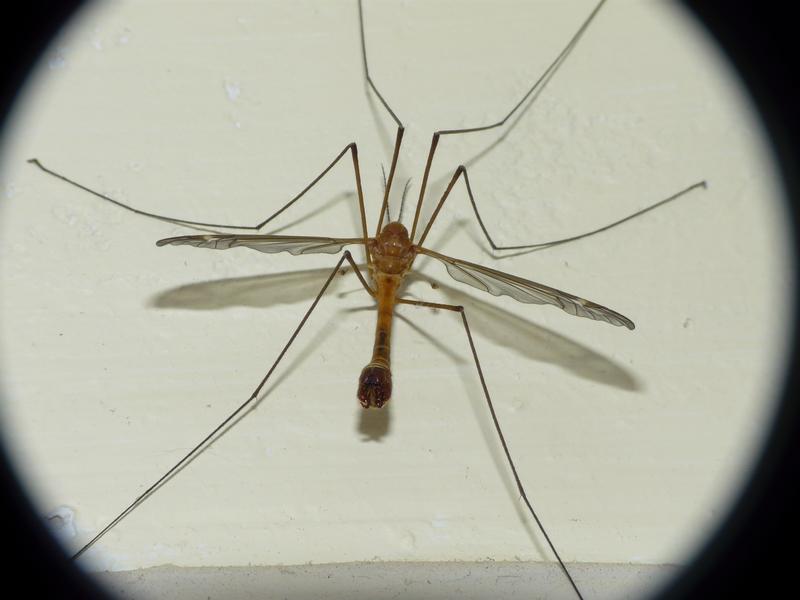 Tipule ou cousin, un gros moustique inoffensif