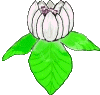 lotus (moderatrice)