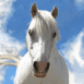 Galop 1