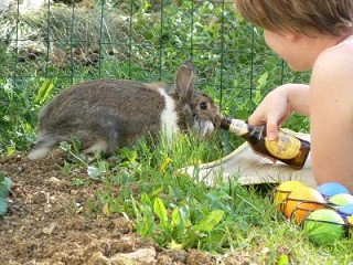 Ligue-Lapinou-Alcoolique Index du Forum