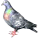pigeon-10c66bf.gif