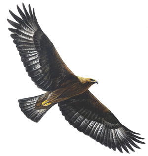 Eagles of Destiny Index du Forum