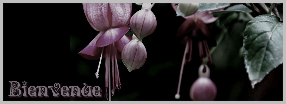 fuchsia Index du Forum