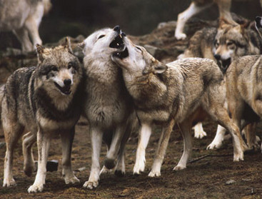 the wolf Index du Forum