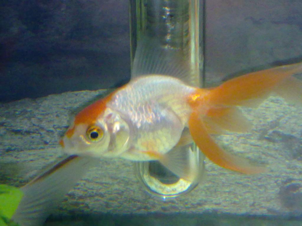 Aqua Goldfish Poison A Changer De Couleur Ou Perd Ses Couleur