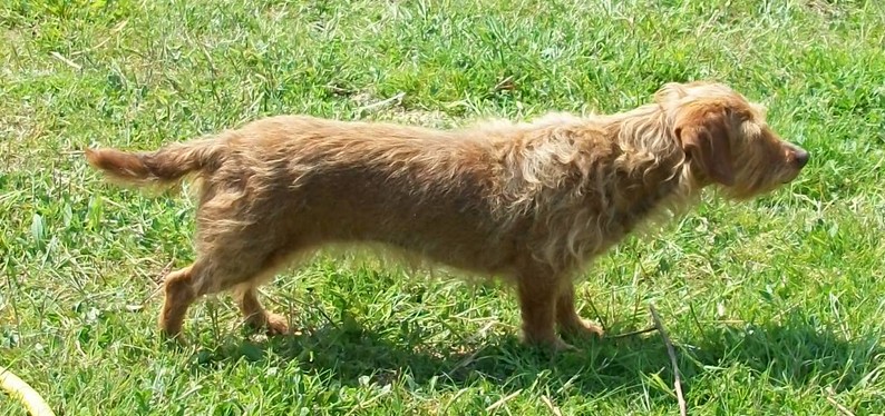 club des amateurs de teckel