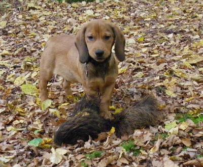 Livre Dressage Chien De Sang Livre Dressage Chien De Sang