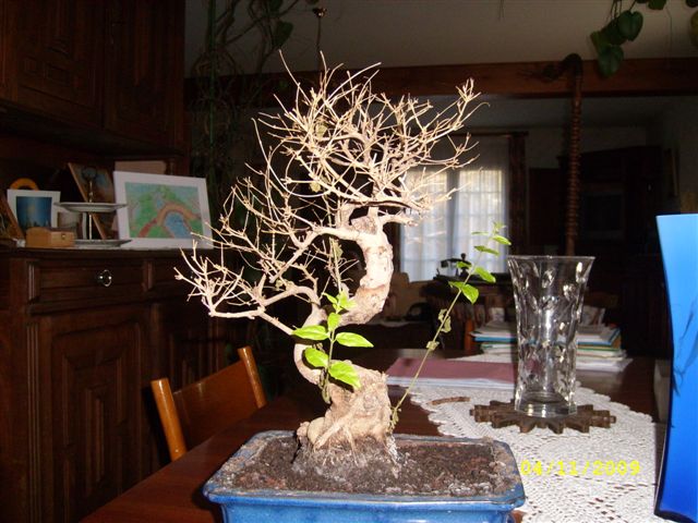 Espace Bonsai Mon Bonzai A Perdu Toutes Ses Feuilles