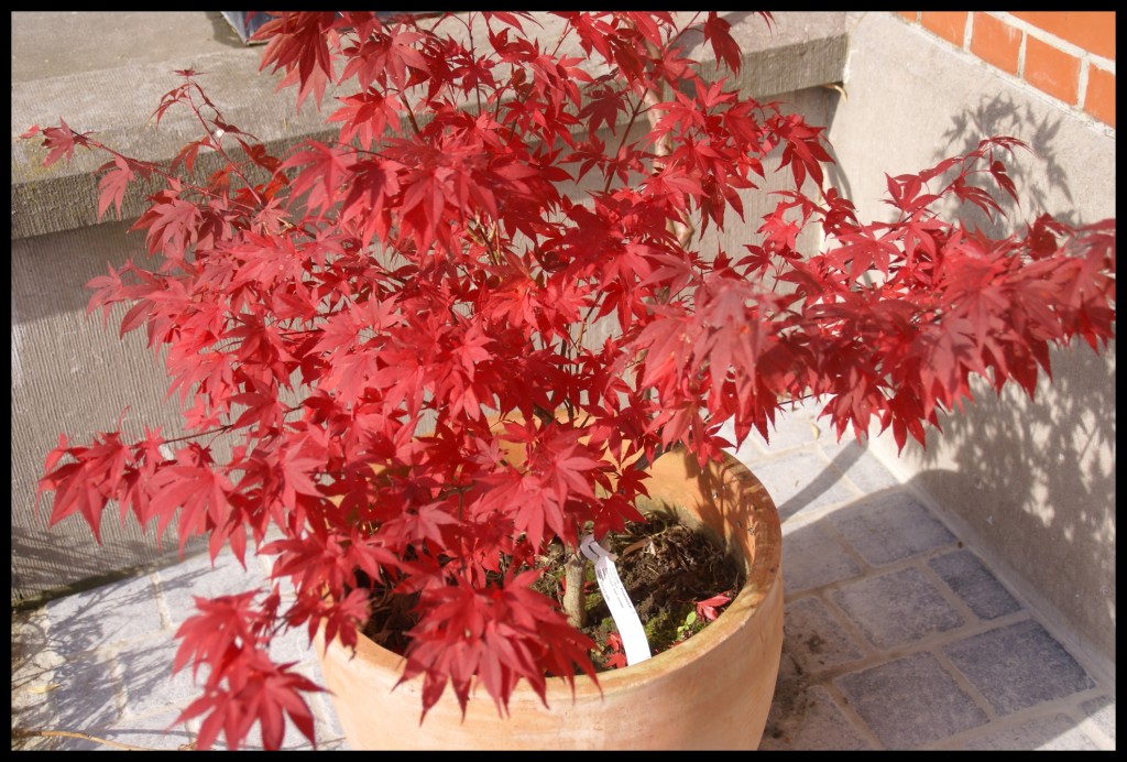 Quel Acer en plein soleil ?