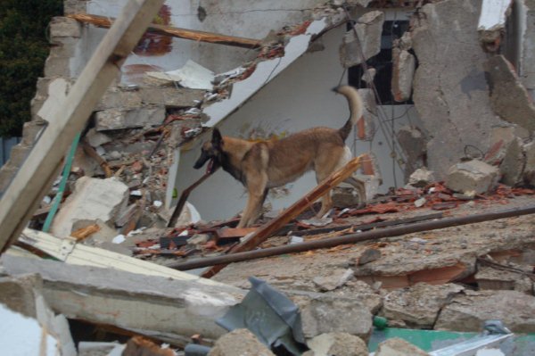 Chien de Décombre.net Index du Forum