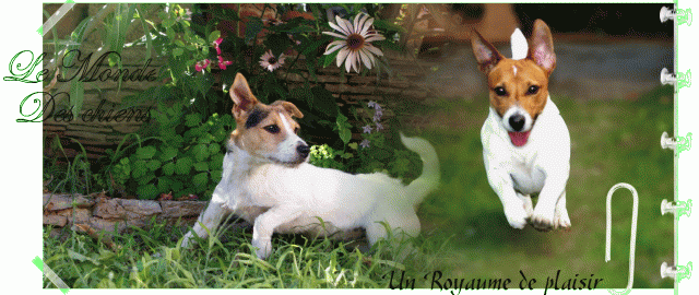le monde des chiens Index du Forum