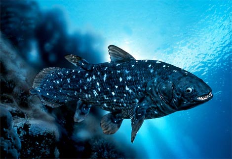 rencontre avec le coelacanthe