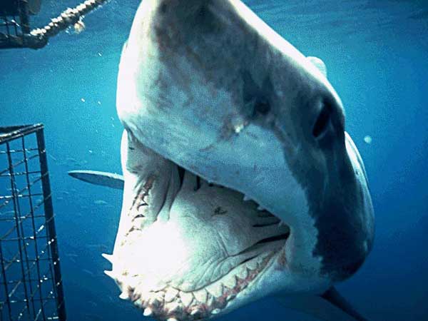 rencontre avec le grand requin blanc