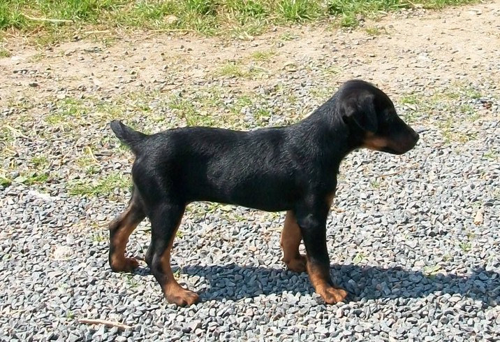 Le Forum Chasse et Chien :: mes petits loulous Le Forum Chasse et Chien :: mes petits loulous