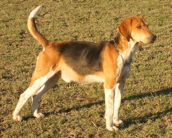 Le Forum Chasse et Chien :: Le Beagle Harrier Le Forum Chasse et Chien :: Le Beagle Harrier