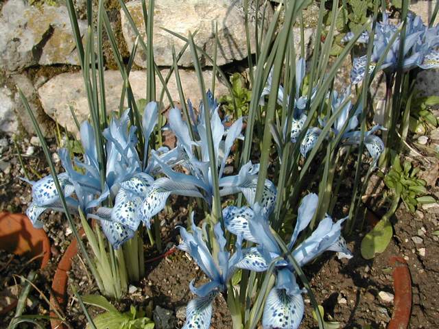 Faut Il Couper Les Feuilles D' Iris Après Floraison