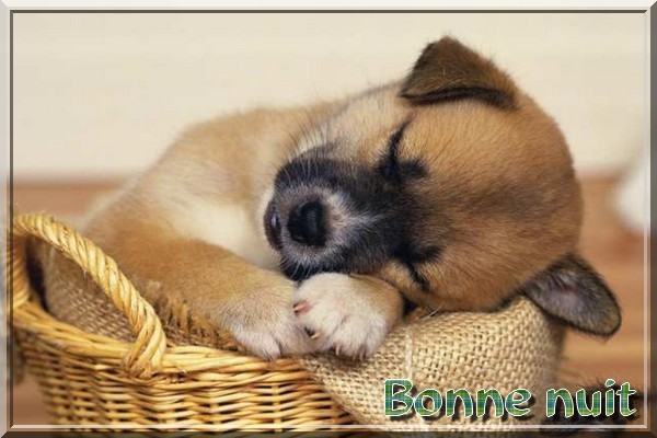 BONNE SOIREE DE MERCREDI Bonenuiavechiendspanier-7baa1c