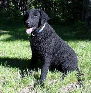 curly coated labrador