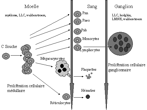 tangkomidarefoy